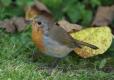 Birds: Robin (Erithacus rubecula)